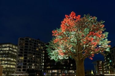 En images : L'arbre d'Oslo - 16