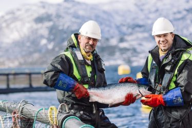 La rentabilité du secteur traditionnel du saumon en enclos en filet en Norvège est-elle menacée ? - 16