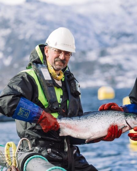 La rentabilité du secteur traditionnel du saumon en enclos en filet en Norvège est-elle menacée ? - 1