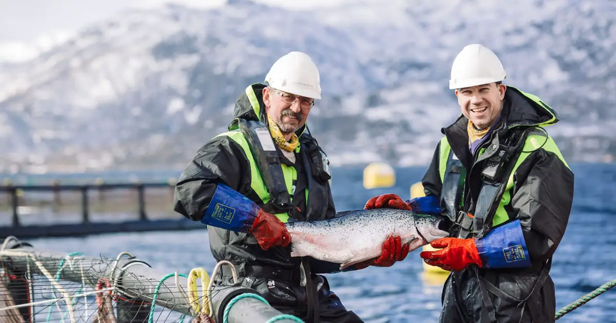 La rentabilité du secteur traditionnel du saumon en enclos en filet en Norvège est-elle menacée ? 12 La rentabilité du secteur traditionnel du saumon en enclos en filet en Norvège est-elle menacée ? - 11