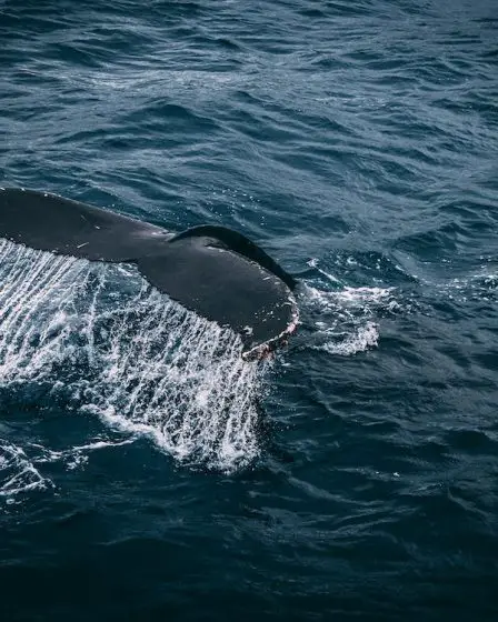 En Norvège, les touristes venu observer les baleines génèrent des problèmes - 4