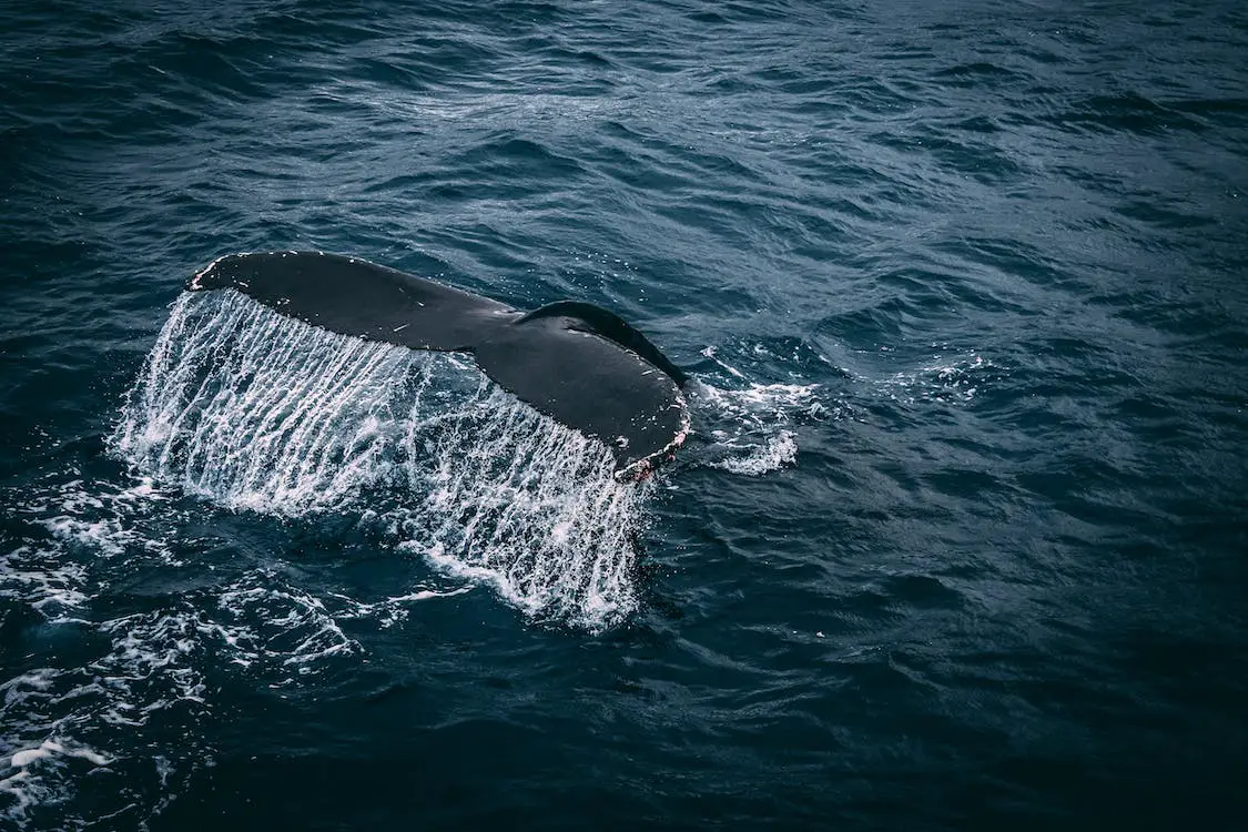 En Norvège, les touristes venu observer les baleines génèrent des problèmes 10 En Norvège, les touristes venu observer les baleines génèrent des problèmes - 9