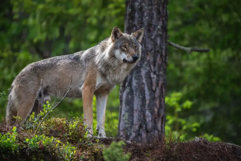 Un loup sauvage en Norvège.
