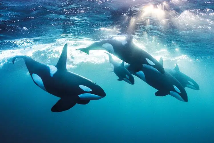 La vie change : Todd Thimios et ses étonnantes photographies d'orques de Norvège - 55