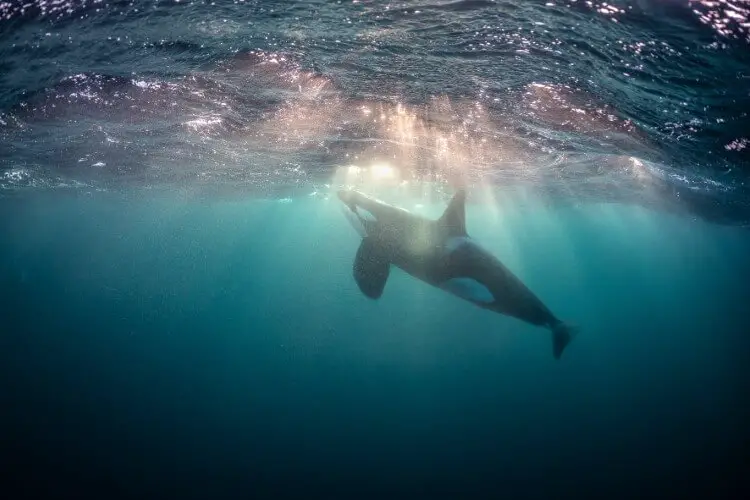 La vie change : Todd Thimios et ses étonnantes photographies d'orques de Norvège - 61