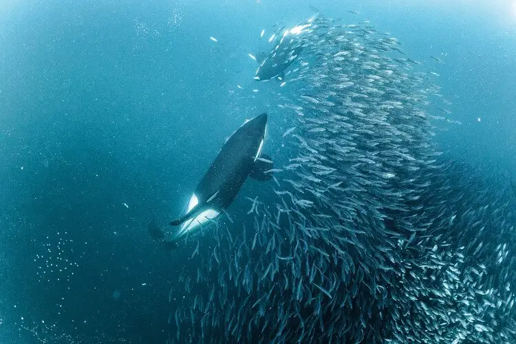 La vie change : Todd Thimios et ses étonnantes photographies d'orques de Norvège - 49