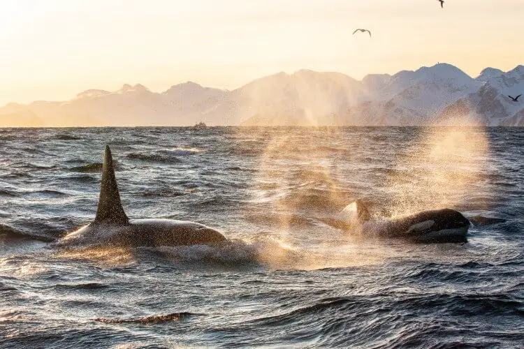 La vie change : Todd Thimios et ses étonnantes photographies d'orques de Norvège - 57