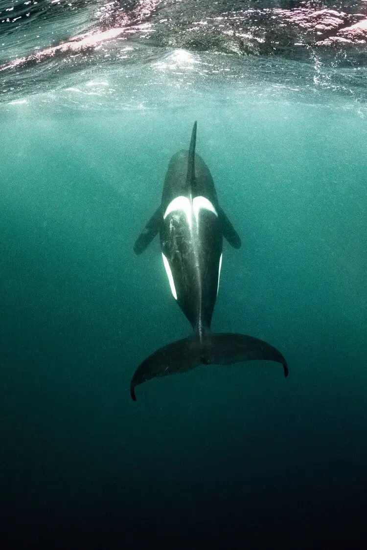 La vie change : Todd Thimios et ses étonnantes photographies d'orques de Norvège - 53