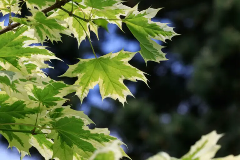 Feuilles vertes et blanches de l'érable de Norvège