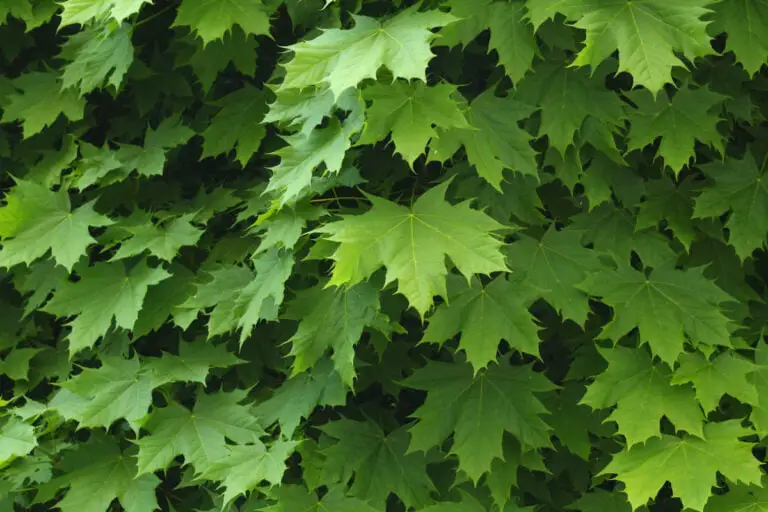 Détail de la feuille verte de l'érable de Norvège