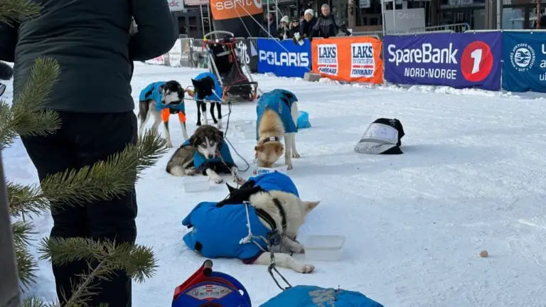 Les chiens de traîneau se reposent.