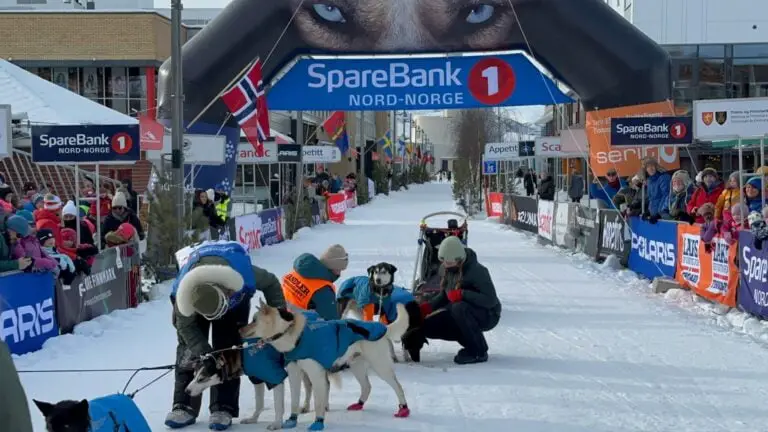 Un concurrent s'occupe des chiens à la fin d'une course du Finnmarksløpet.