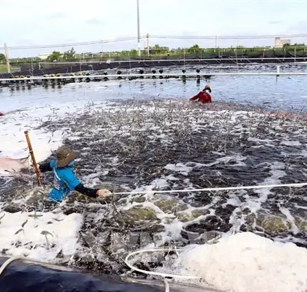 Le Vietnam devient le plus grand consommateur de produits de la mer de la Norvège en Asie du Sud-Est - 4