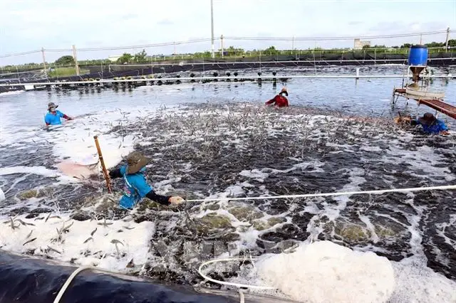 Le Vietnam devient le plus grand consommateur de produits de la mer de la Norvège en Asie du Sud-Est 4 Le Vietnam devient le plus grand consommateur de produits de la mer de la Norvège en Asie du Sud-Est - 3