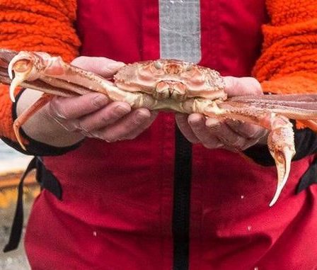 Dans une affaire concernant le pétrole, la Cour suprême norvégienne déclare que les navires de l'UE ne peuvent pas pêcher le crabe des neiges de l'Arctique. - 5