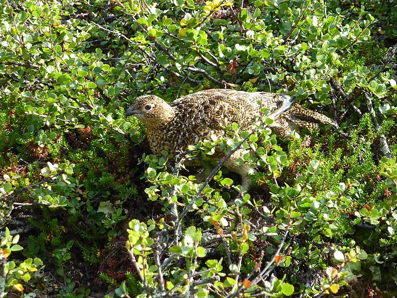 Observer les oiseaux en Norvège, notre guide pour tout savoir - 9