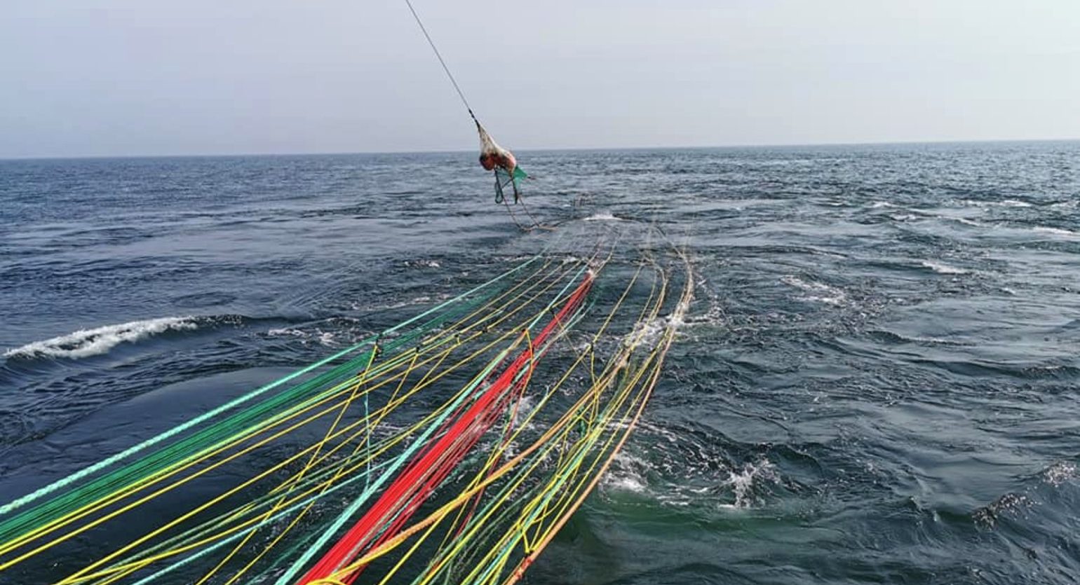 La saison du hareng norvégien touche à sa fin, mais le merlan bleu se porte bien 4 La saison du hareng norvégien touche à sa fin, mais le merlan bleu se porte bien - 3