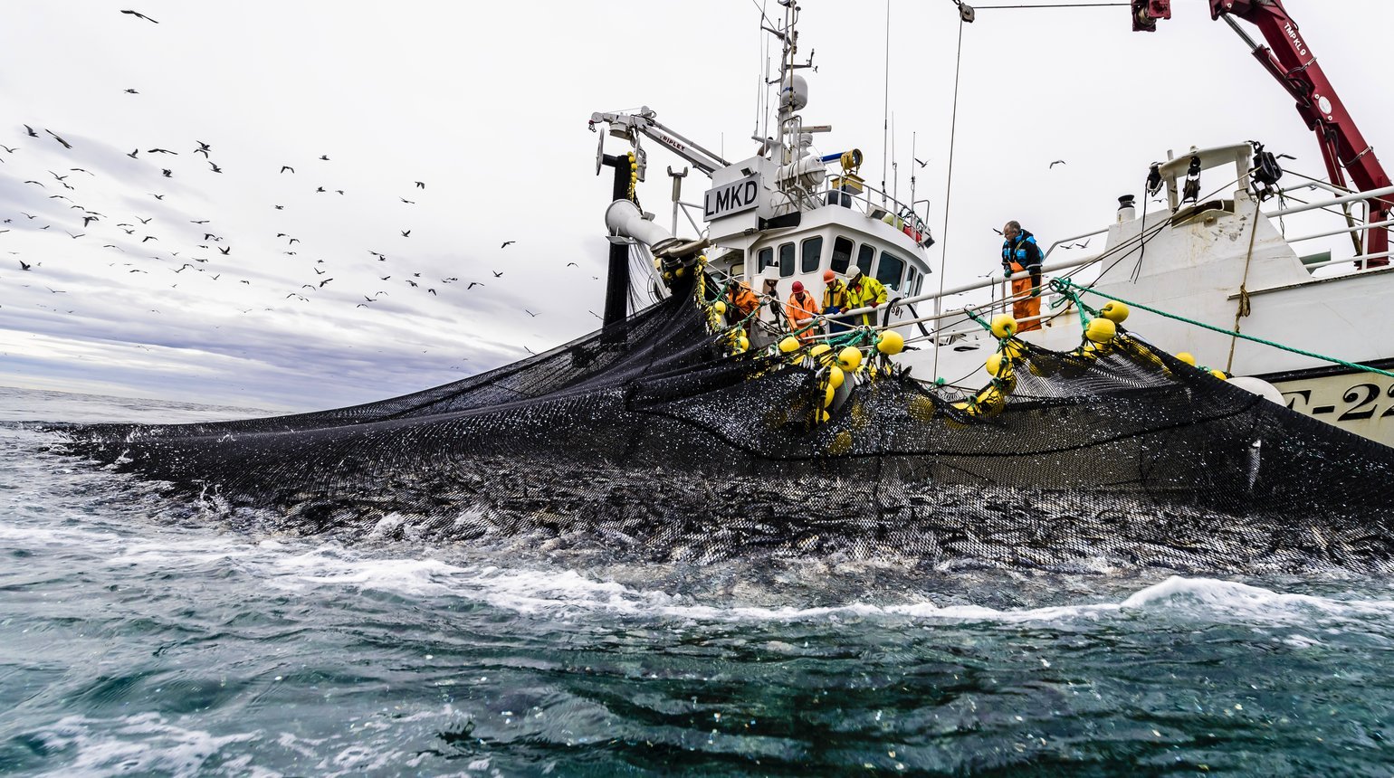 La Norvège et l'UE signent des accords sur les droits de pêche pour protéger les stocks de hareng de la Baltique occidentale - 3