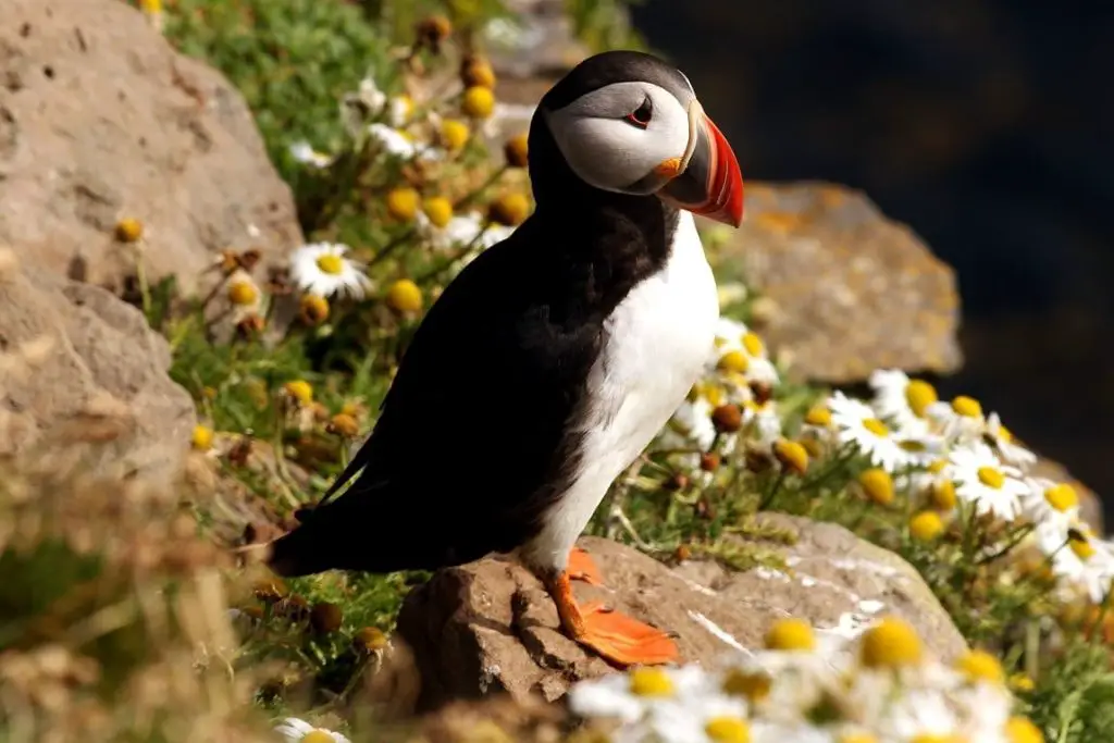 Observer les oiseaux en Norvège, notre guide pour tout savoir - 5