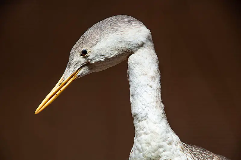 Observer les oiseaux en Norvège, notre guide pour tout savoir - 11