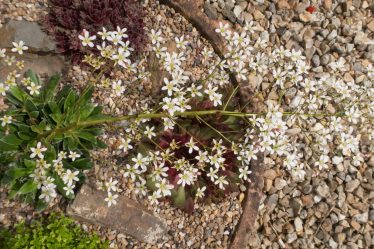 Découvrez la fleur nationale de la Norvège : Le saxifrage pyramidal - 10