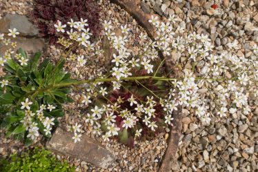 Découvrez la fleur nationale de la Norvège : Le saxifrage pyramidal - 16