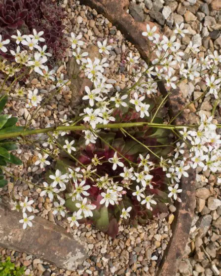 Découvrez la fleur nationale de la Norvège : Le saxifrage pyramidal - 4