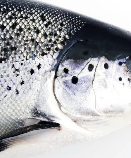 Les prix spot du saumon norvégien se rapprochent des sommets atteints en 2022 ; les prix chiliens baissent et les prix écossais restent stables - 1
