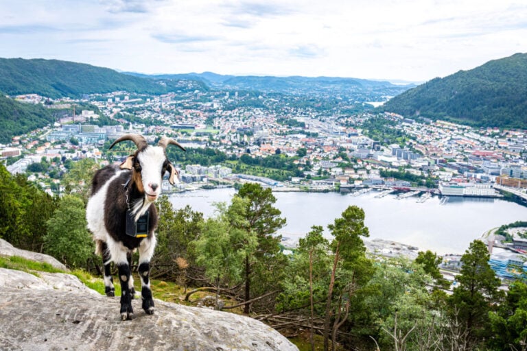 29 choses à faire à Bergen en 2023 58 Des chèvres sympathiques sur le mont Fløyen à Bergen.