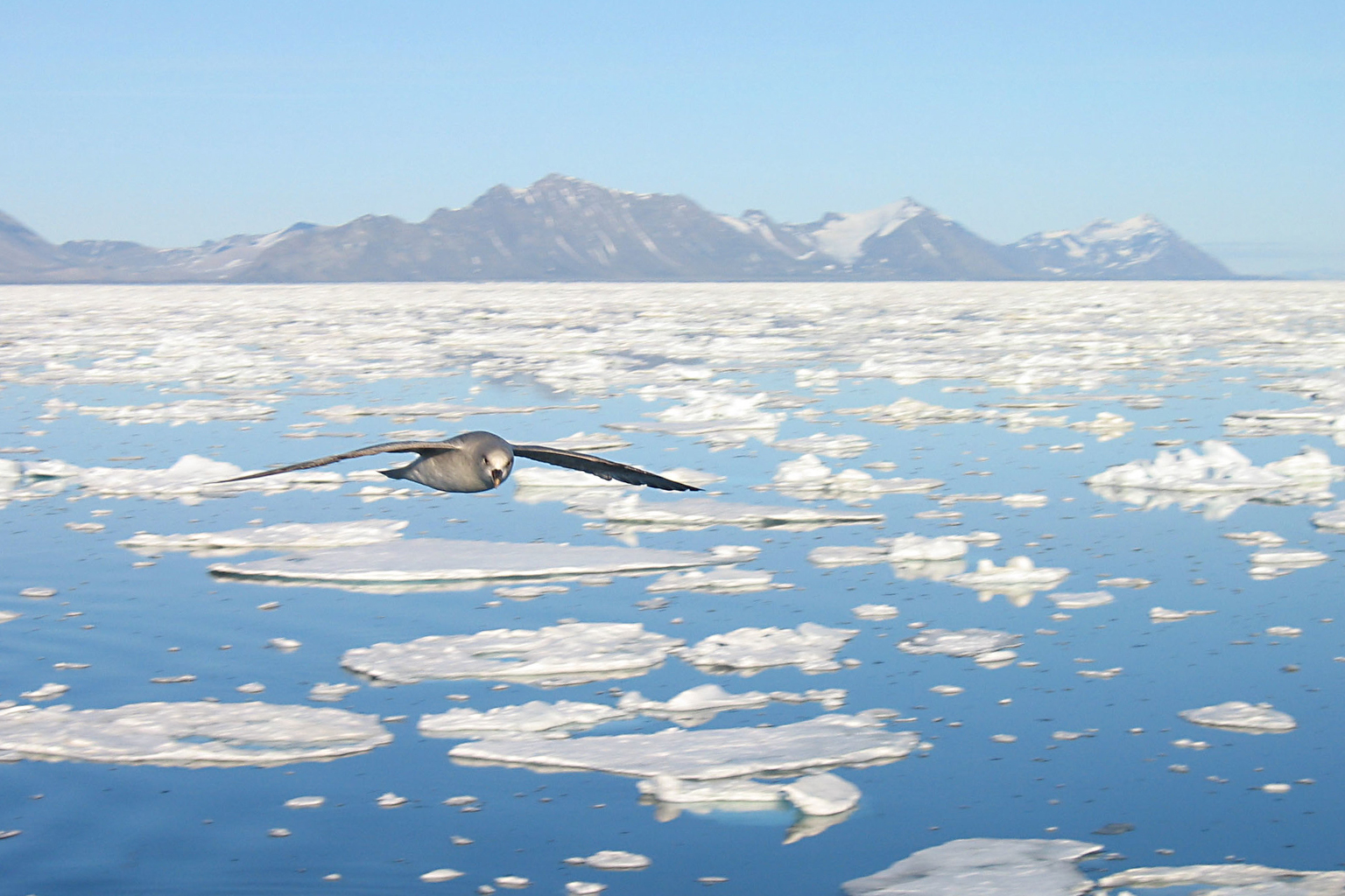 La Norvège propose d'ouvrir une zone de la taille de l'Allemagne à l'exploitation minière en eaux profondes 21 Un fulmar pêchant dans les eaux du Svalbard.