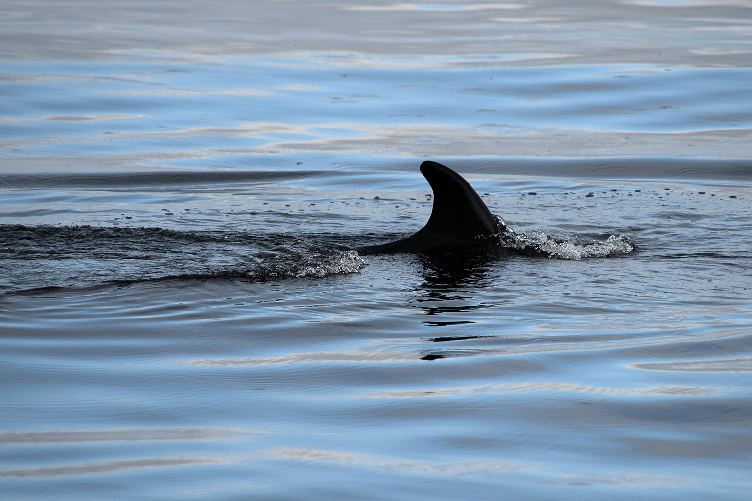 La Norvège propose d'ouvrir une zone de la taille de l'Allemagne à l'exploitation minière en eaux profondes 20 Un petit rorqual près de Svalbard.