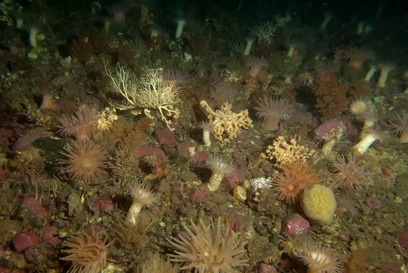 La Norvège propose d'ouvrir une zone de la taille de l'Allemagne à l'exploitation minière en eaux profondes 22 Communauté benthique composée d'anémones de mer, d'hydrozoaires et d'étoiles de panier sur le fond marin de Noway.
