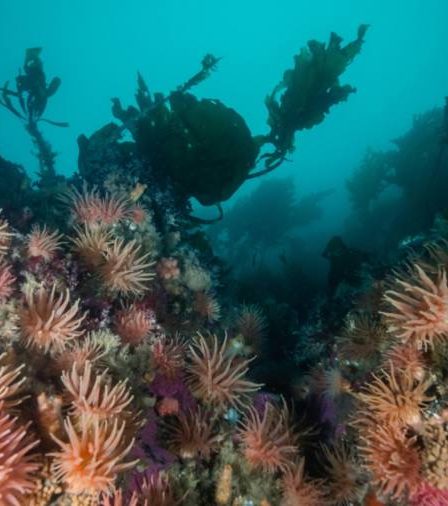 La Norvège devrait demander un moratoire mondial sur l'exploitation minière en eaux profondes - 15