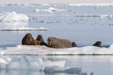 La Norvège propose d'ouvrir une zone de la taille de l'Allemagne à l'exploitation minière en eaux profondes - 16