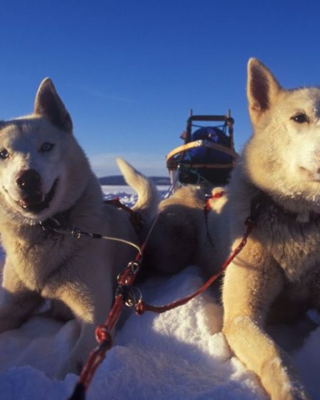 Super Balade en traineau avec des Huskies en Norvège - 75