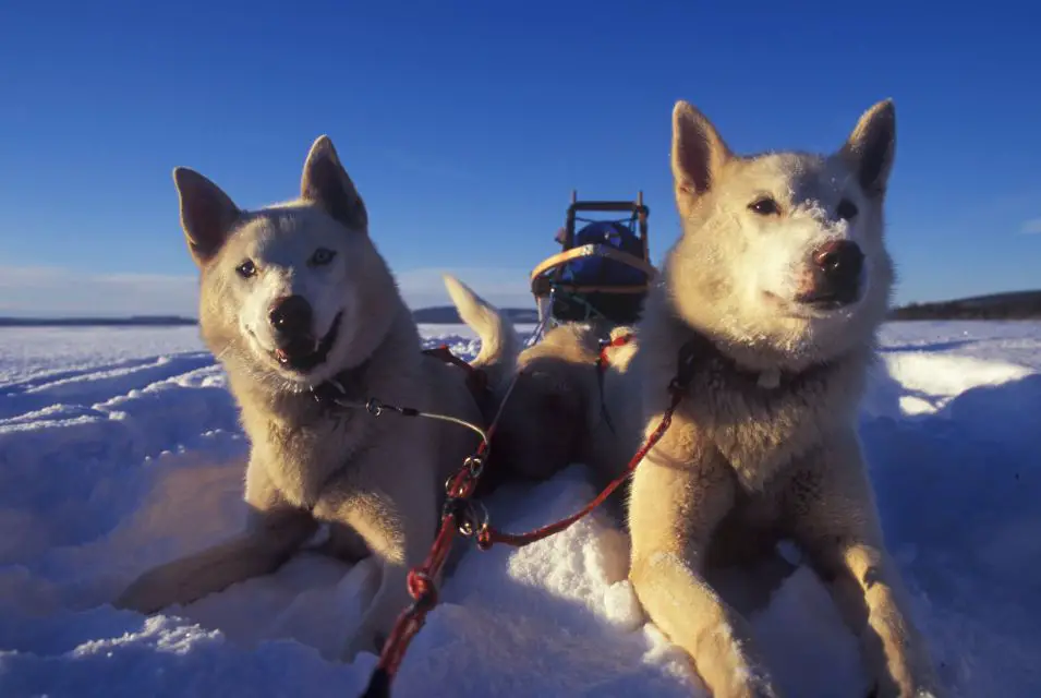 Super Balade en traineau avec des Huskies en Norvège - 3