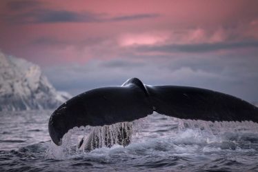 5 choses à savoir sur l'observation des baleines en Norvège - 16