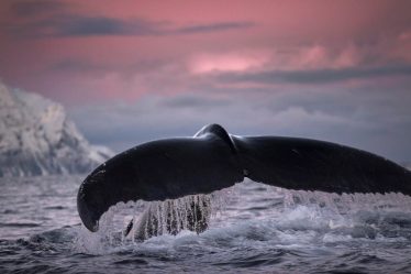 5 choses à savoir sur l'observation des baleines en Norvège - 20