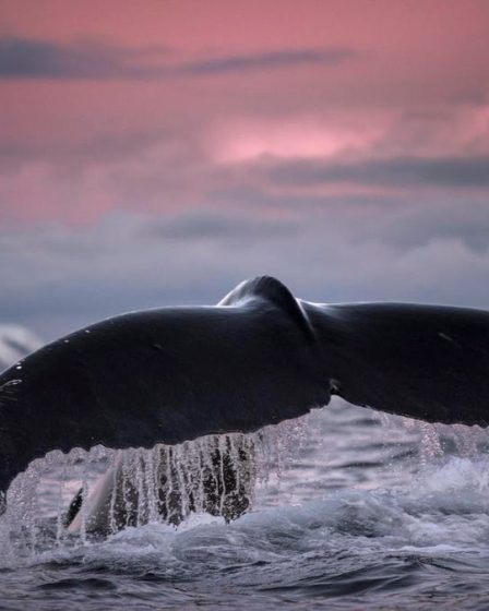 5 choses à savoir sur l'observation des baleines en Norvège - 14