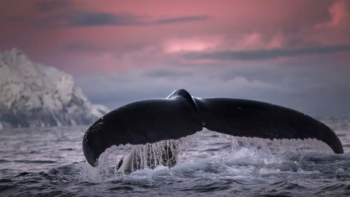 5 choses à savoir sur l'observation des baleines en Norvège - 3