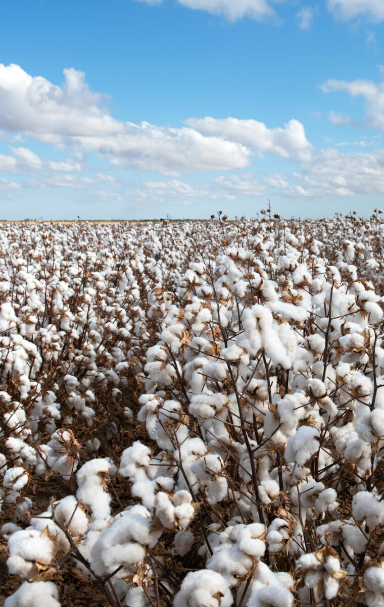 Le coton est à l'origine de la révolution industrielle en Norvège 19 Coton,prêt,pour,la,récolte