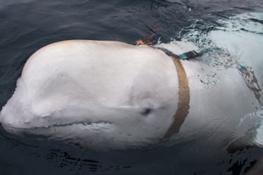 La Norvège demande à la population de ne pas s'approcher d'une baleine "espionne" - 18
