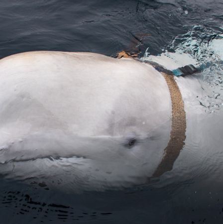 La Norvège demande à la population de ne pas s'approcher d'une baleine "espionne" - 26