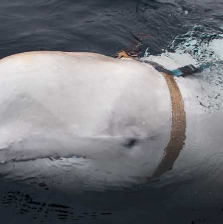 La Norvège demande à la population de ne pas s'approcher d'une baleine "espionne" - 1