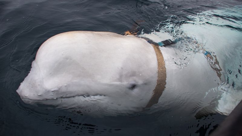 La Norvège demande à la population de ne pas s'approcher d'une baleine "espionne" 4 La Norvège demande à la population de ne pas s'approcher d'une baleine "espionne" - 3