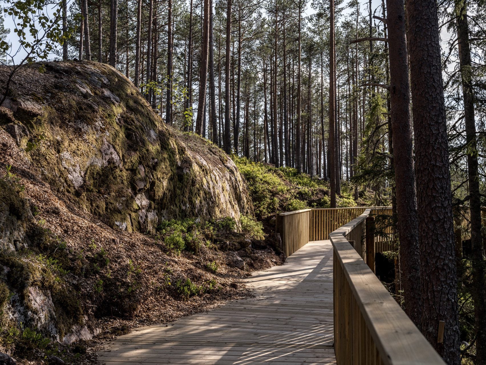 Une passerelle accessible dans les arbres à travers le parc Hamaren en Norvège 24 Une promenade sinueuse en pin au milieu d'une forêt