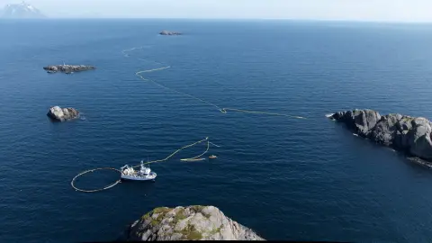 Une expérience financée par les États-Unis tue un petit rorqual en Norvège 4 Une expérience financée par les États-Unis tue un petit rorqual en Norvège - 3