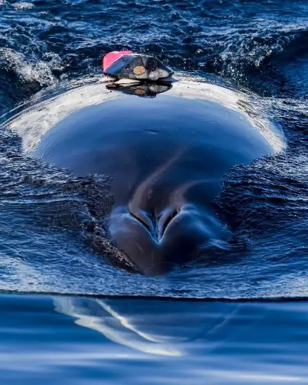 Expériences interrompues en Norvège après la noyade d'une baleine - 4
