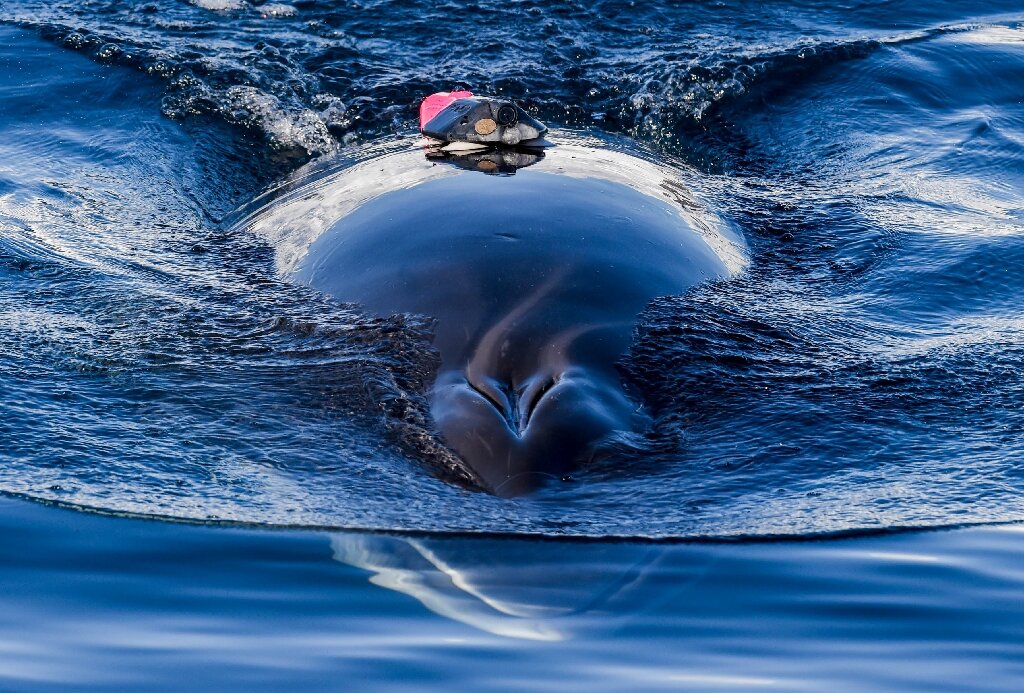 Expériences interrompues en Norvège après la noyade d'une baleine 4 Expériences interrompues en Norvège après la noyade d'une baleine - 3