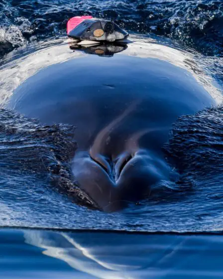 Expériences interrompues en Norvège après la noyade d'une baleine - 1